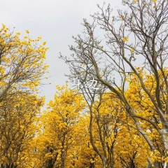 世界上最美的花