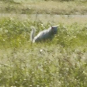 音频提取2406142