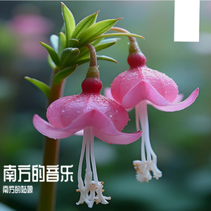 晨雾朦胧