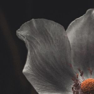 灰色と青（Cover.米津玄師|菅田将暉）