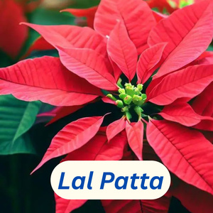 Lal Patta