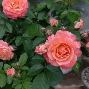 忘记全世界也忘记不了你伴奏