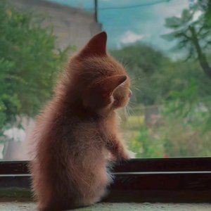 请允许自己枯萎 然后再重新绽放