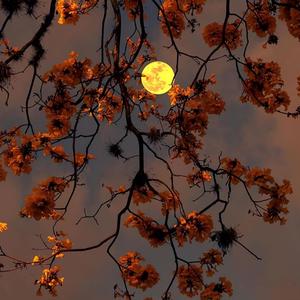 看月亮爬上来（治愈版）