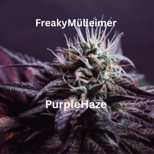 PurpleHaze