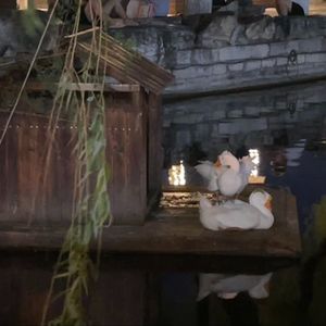 这一生关于你的风景（cover：枯木逢春）