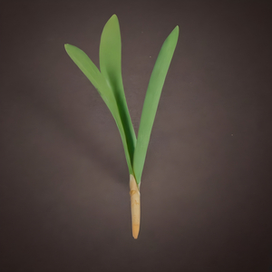 New Life