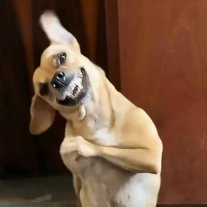 Só Bundão Grandão