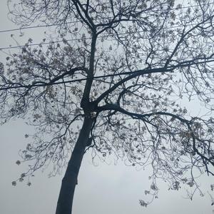 旧时光-第五人格