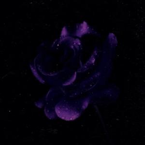 Lavender Rose (feat. L.S.I.D & Sol3r!)