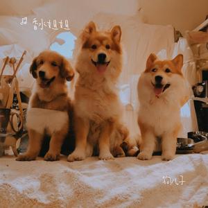 狗儿子