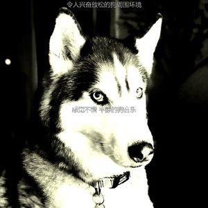 一尘不染小狗印象数