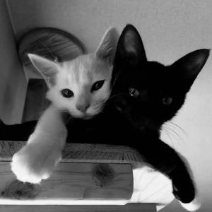 我本将心向明月 伴奏