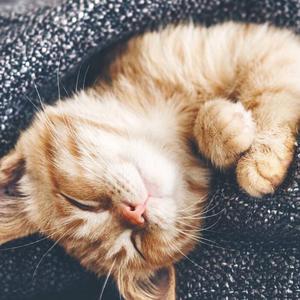 JOY（cover石井明美）（Cover：石井明美）