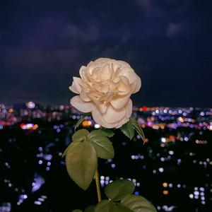 唯一 （cover：邓紫棋）