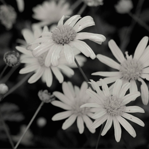 さよならミッドナイト(再会midnight)Acoustic.ver