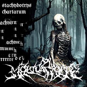 Stachnbotrns Chartarum