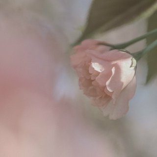 纯音♪心底里的那抹温柔