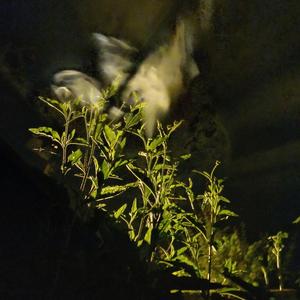 What's Behind the Trees, Pt. 2