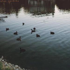 Pride (feat. Ronnie G)