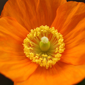 放松采耳 (养生纯音乐)