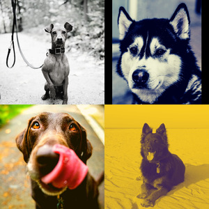 安静的睡狗声音