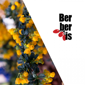 Solaris (Original Mix)