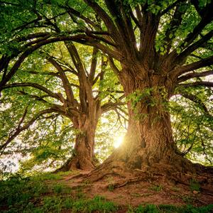 Wisdom Doesn't Announce Itself