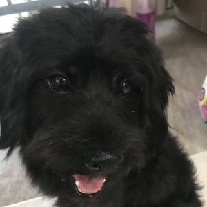 梦里花 (cover张韶涵)