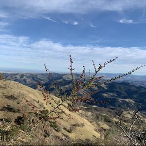 我所手植的第一捧春