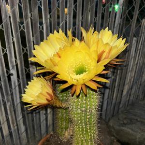 Evening Comes (Life Ahead)