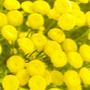 Lockdown in the Big Smoke