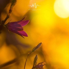 雨林溪谷 (Koto放松曲)