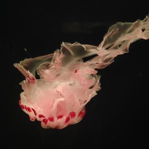 汐钊 / JOHN-天气之子·幻（Liuniex remix）