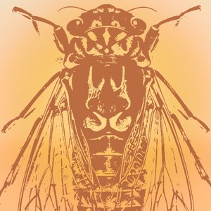 Cicada Season