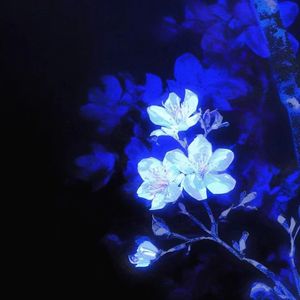 南风拂过海棠枝