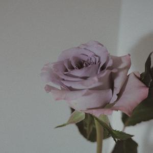 六月，告白吧！