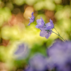 초롱꽃 Campanula