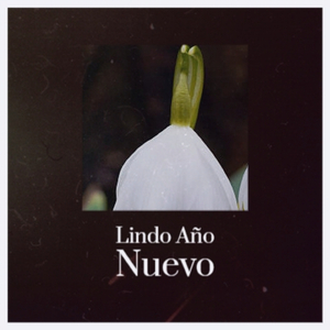 Boat Pull Out Bahama Mama