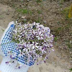 两道彩虹