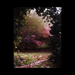 Beneath The Winds That Lash Neptune's Blue Skies Falls A Hard Rain Of Diamonds