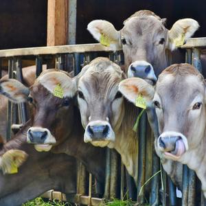 girl wanna play roblox