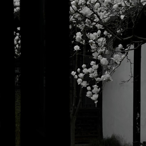 钗头凤·情难却2.0