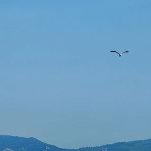 空枝