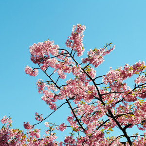 金管三重奏曲「春によせて」