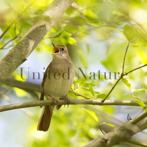 Morning Bird Symphony