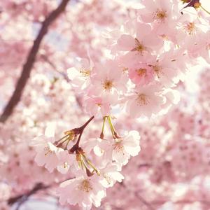 Blossom