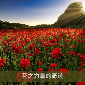 探索自然的魔力