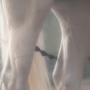 Birds of Paradise (feat. Mareld)