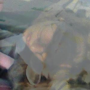 snails without shells